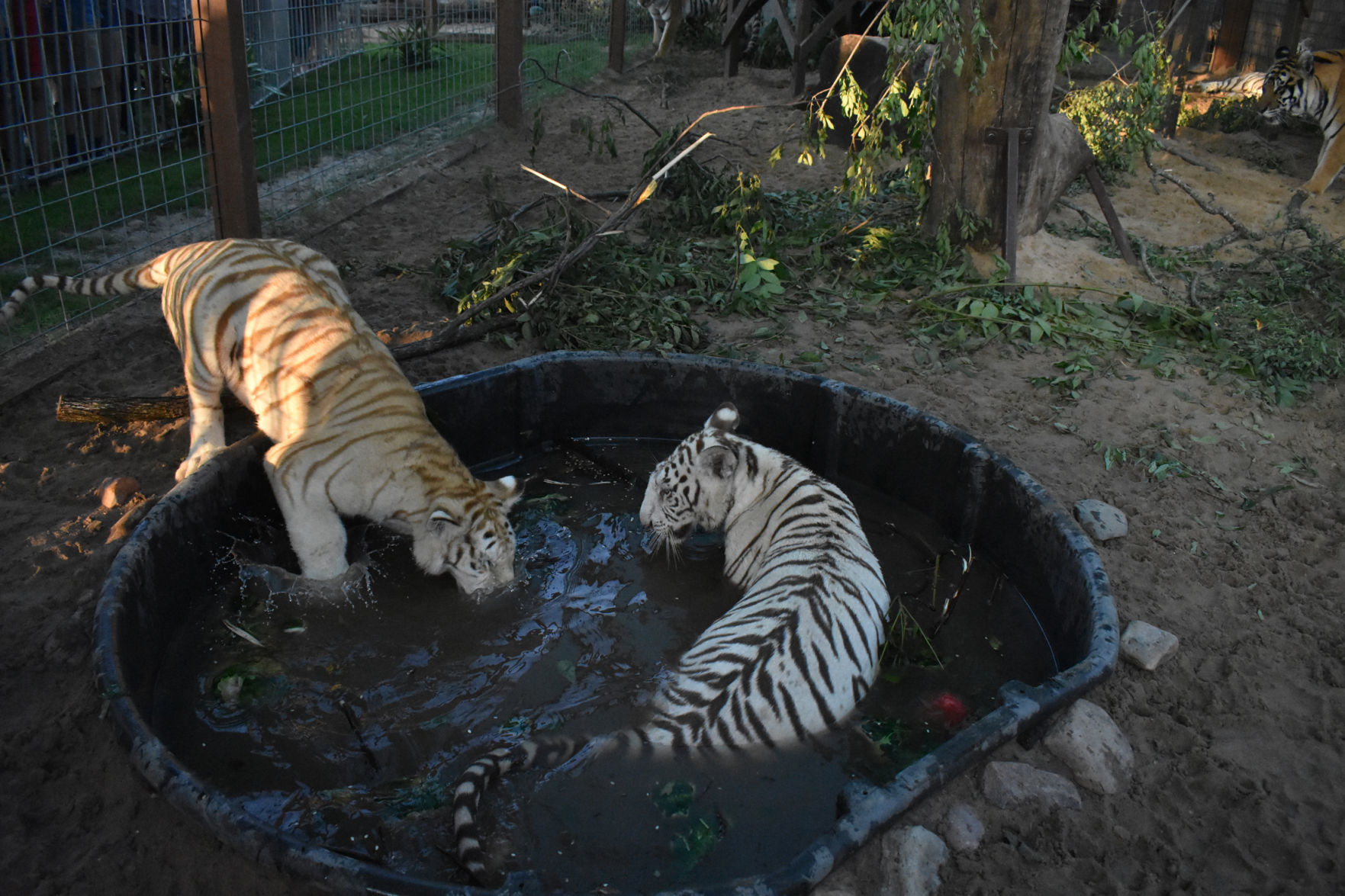 Baby tigers in the pool